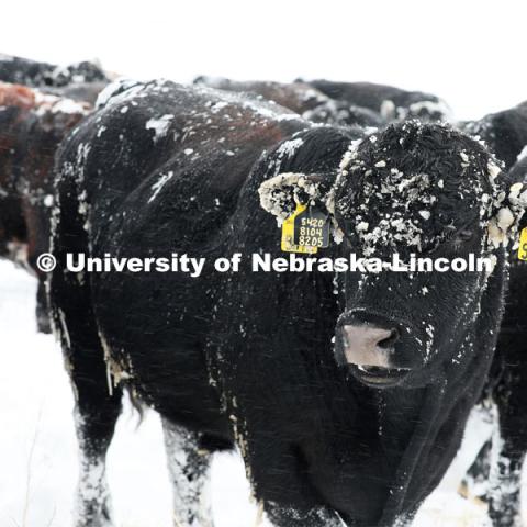 New years blizzard. Cattle and livestock on the Diamond Bar Ranch north of Stapleton, NE, in the Nebraska Sandhills. January 2, 2023. Photo by Natalie Jones.  Photos are for UNL use only. Any outside use must be approved by the photographer.