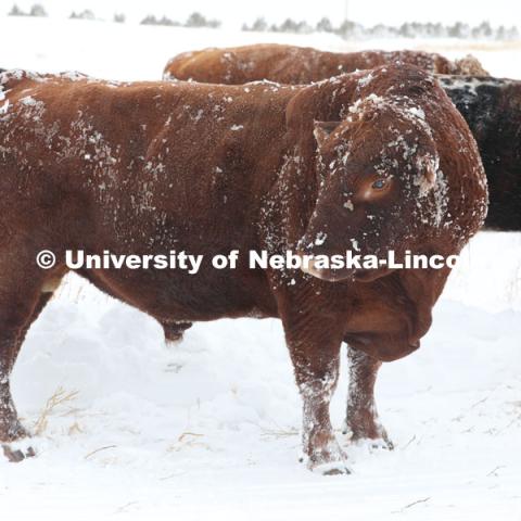 New years blizzard. Cattle and livestock on the Diamond Bar Ranch north of Stapleton, NE, in the Nebraska Sandhills. January 2, 2023. Photo by Natalie Jones.  Photos are for UNL use only. Any outside use must be approved by the photographer.