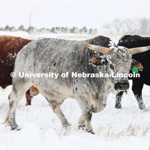 New years blizzard. Cattle and livestock on the Diamond Bar Ranch north of Stapleton, NE, in the Nebraska Sandhills. January 2, 2023. Photo by Natalie Jones.  Photos are for UNL use only. Any outside use must be approved by the photographer.