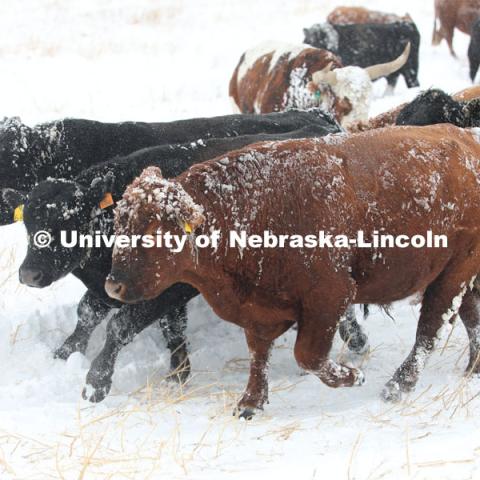 New years blizzard. Cattle and livestock on the Diamond Bar Ranch north of Stapleton, NE, in the Nebraska Sandhills. January 2, 2023. Photo by Natalie Jones.  Photos are for UNL use only. Any outside use must be approved by the photographer.