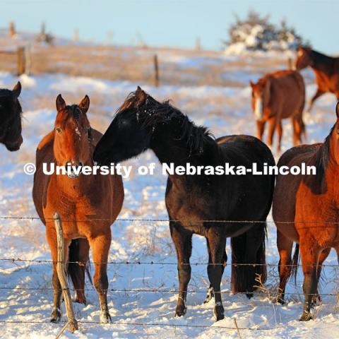 New years blizzard. Horses and livestock on the Diamond Bar Ranch north of Stapleton, NE, in the Nebraska Sandhills. January 2, 2023. Photo by Natalie Jones.  Photos are for UNL use only.  Any outside use must be approved by the photographer.