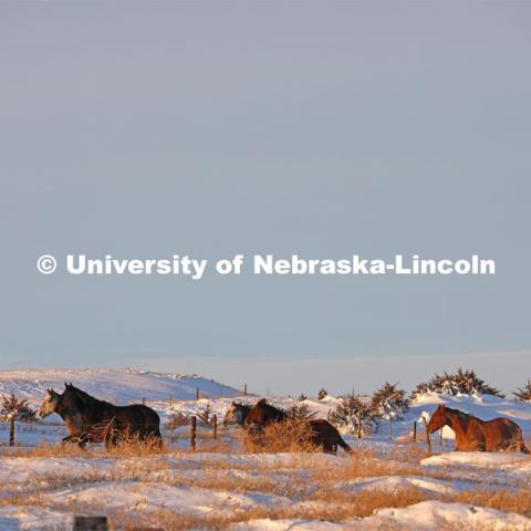 New years blizzard. Horses and livestock on the Diamond Bar Ranch north of Stapleton, NE, in the Nebraska Sandhills. January 2, 2023. Photo by Natalie Jones.  Photos are for UNL use only.  Any outside use must be approved by the photographer.