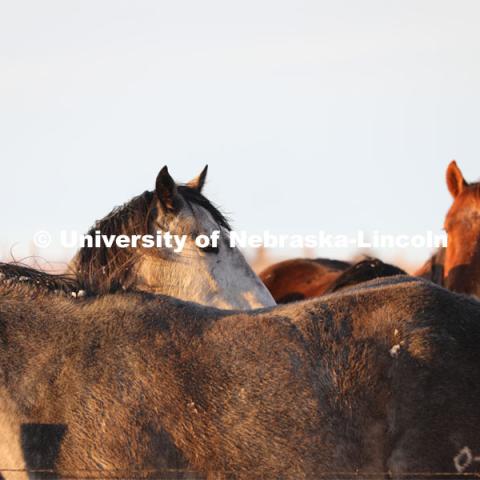 New years blizzard. Horses and livestock on the Diamond Bar Ranch north of Stapleton, NE, in the Nebraska Sandhills. January 2, 2023. Photo by Natalie Jones.  Photos are for UNL use only.  Any outside use must be approved by the photographer.