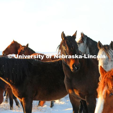 New years blizzard. Horses and livestock on the Diamond Bar Ranch north of Stapleton, NE, in the Nebraska Sandhills. January 2, 2023. Photo by Natalie Jones.  Photos are for UNL use only.  Any outside use must be approved by the photographer.