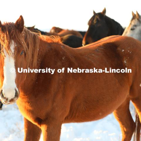 New years blizzard. Horses and livestock on the Diamond Bar Ranch north of Stapleton, NE, in the Nebraska Sandhills. January 2, 2023. Photo by Natalie Jones.  Photos are for UNL use only.  Any outside use must be approved by the photographer.