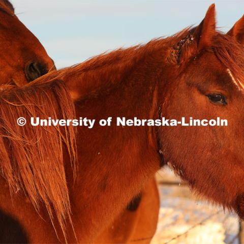 New years blizzard. Horses and livestock on the Diamond Bar Ranch north of Stapleton, NE, in the Nebraska Sandhills. January 2, 2023. Photo by Natalie Jones.  Photos are for UNL use only.  Any outside use must be approved by the photographer.