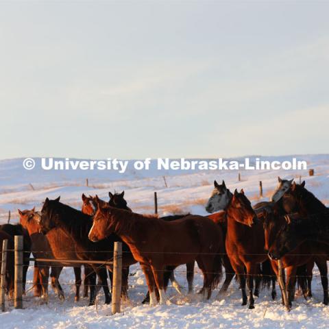 New years blizzard. Horses and livestock on the Diamond Bar Ranch north of Stapleton, NE, in the Nebraska Sandhills. January 2, 2023. Photo by Natalie Jones.  Photos are for UNL use only.  Any outside use must be approved by the photographer.