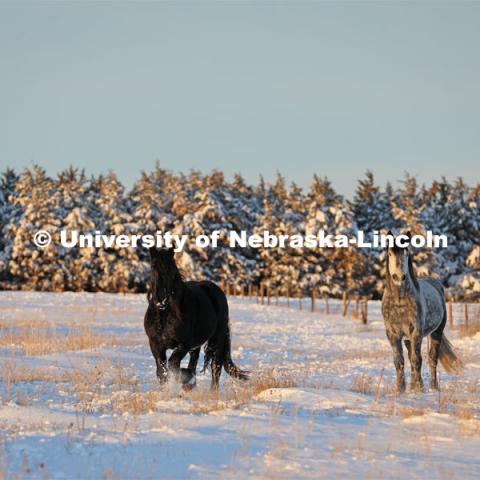 New years blizzard. Horses and livestock on the Diamond Bar Ranch north of Stapleton, NE, in the Nebraska Sandhills. January 2, 2023. Photo by Natalie Jones.  Photos are for UNL use only.  Any outside use must be approved by the photographer.