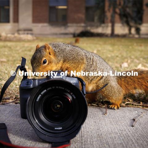 One squirrel shows the photographer how to get the shot. Squirrels on city campus. January 11, 2023. Photo by Craig Chandler / University Communication.