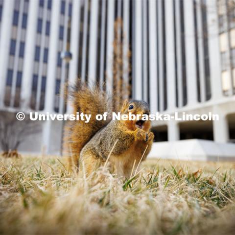 Squirrels on city campus. January 11, 2023. Photo by Craig Chandler / University Communication.