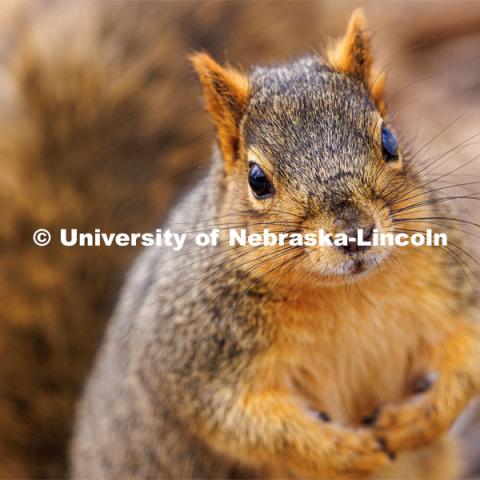 Squirrels on city campus. January 17, 2023. Photo by Craig Chandler / University Communication.