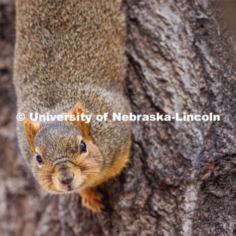 Squirrels on city campus. January 17, 2023. Photo by Craig Chandler / University Communication.