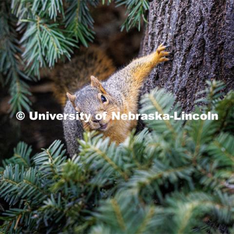 Squirrels on city campus. January 17, 2023. Photo by Craig Chandler / University Communication.