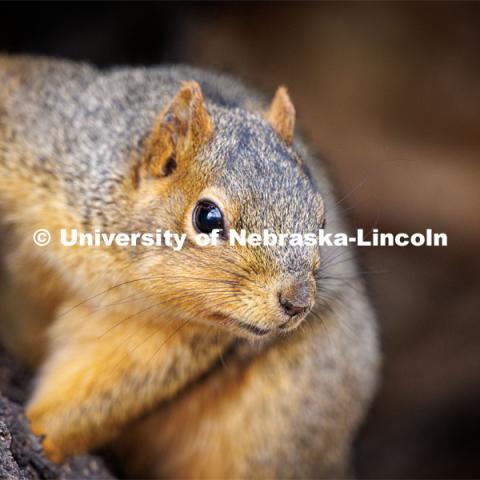 Squirrels on city campus. January 17, 2023. Photo by Craig Chandler / University Communication.