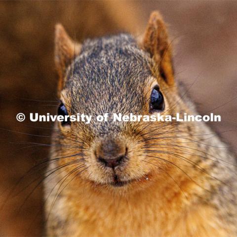 Squirrels on city campus. January 17, 2023. Photo by Craig Chandler / University Communication.