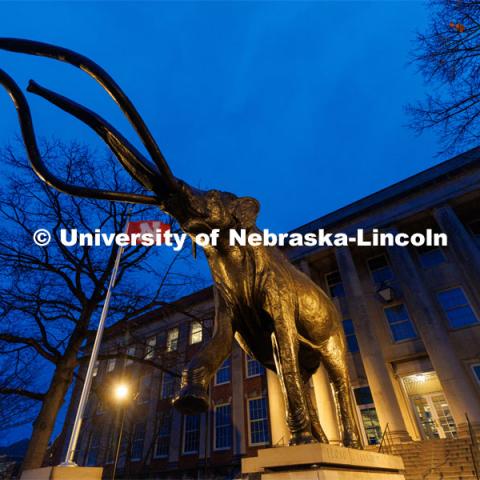 A low angle view of Archie outside of Morrill Hall. Glow Big Red. February 15, 2023. Photo by Craig Chandler / University Communication.