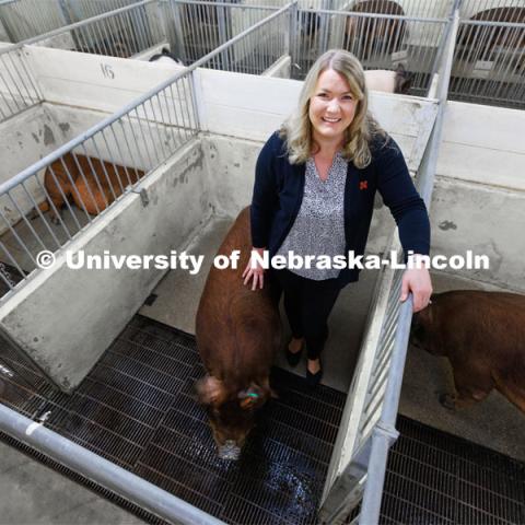 Amy Desaulniers, Assistant Professor of Veterinary Medicine and Biomedical Sciences at Nebraska, leads a team that seeks to develop boars that are more genetically tolerant of gestational heat stress in pregnant sows. March 3, 2023. Photo by Craig Chandler / University Communication.
