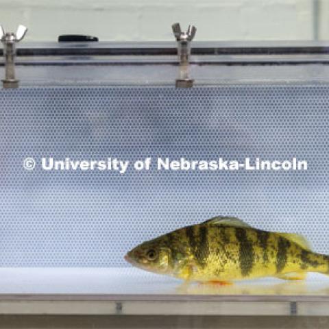 Fish in tanks at the Aquatic Biodiversity and Conservation (ABC) Lab on east campus. March 9, 2023. Photo by Craig Chandler / University Communication.