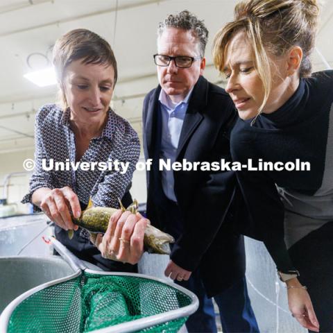 Lab manager Lindsey Chizinski shows the bottom of a walleye where a tracker has been implanted as Derek McLean, Dean/Director of Agricultural Research Division and CASNR Dean Tiffany Hing-Moss look on. Aquatic Biodiversity and Conservation (ABC) Lab on east campus. March 9, 2023. Photo by Craig Chandler / University Communication.