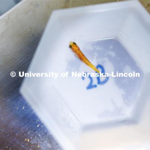 A small fathead minnow is weighed as part of an experiment with fish being raised in aquariums with different substrates. Aquatic Biodiversity and Conservation (ABC) Lab. March 27, 2023. Photo by Craig Chandler / University Communication.
