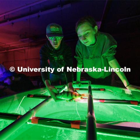 Alex Falkinburg and Ryann Freel hold a yellow perch that is being grown in green light. Aquatic Biodiversity and Conservation (ABC) Lab. March 27, 2023. Photo by Craig Chandler / University Communication.