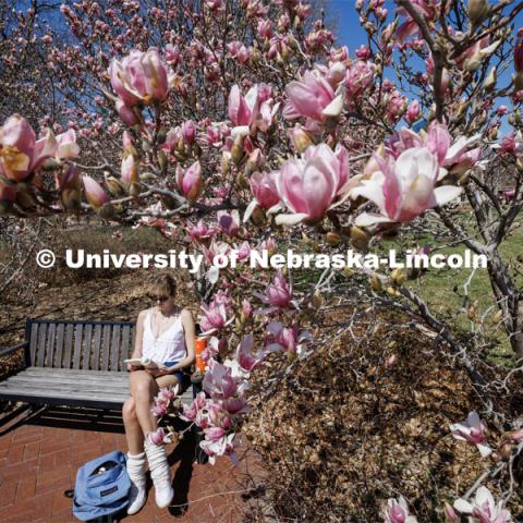 Elaina Franzen, a junior from Omaha, reads under the canopy of blooming trees. Spring on City Campus. April 10, 2023. Photo by Craig Chandler / University Communication.