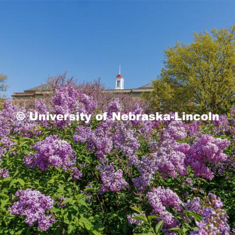 Lilacs frame Love Library on City Campus. May 4, 2023. Photo by Craig Chandler / University Communication.