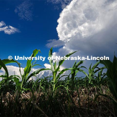 A line of thunderstorms builds up behind new corn awaiting the rain. June 2, 2023. Photo by Craig Chandler / University Communication. 