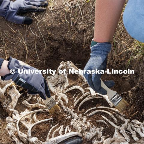Soil is carefully brushed from a plastic skeleton representing an apparent crime victim at a forensic anthropology site. LuAnn Wandsnider is leading anthropology and forensic anthropology digs at the Reller Prairie in southwest Lancaster County. June 9, 2023. Photo by Craig Chandler / University Communication.