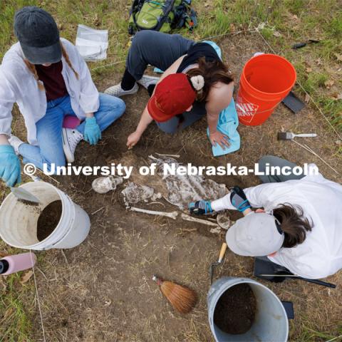 Sophia Huss, Tori Markwell and Zoe Durand work to excavate a plastic skeleton representing an apparent crime victim at a forensic anthropology site. LuAnn Wandsnider is leading anthropology and forensic anthropology digs at the Reller Prairie in southwest Lancaster County. June 9, 2023. Photo by Craig Chandler / University Communication.