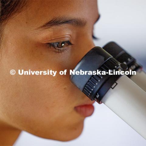 Maricela Zamora, an incoming UNL freshman from Lincoln, works on her research. University of Nebraska-Lincoln’s “STEM-POWER Research Program: Empowering students from the start with Purpose, Ownership, and Well-being as they Engage in research Relationships”. June 28, 2023. Photo by Craig Chandler / University Communication.