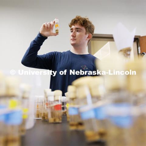 Sam Mackley, a junior biology major from Hershey, Nebraska, looks over fruit fly samples while working on his summer research. June 28, 2023. Photo by Craig Chandler / University Communication.