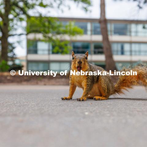 University squirrels enjoying some peanuts. July 7, 2023. Photo by Craig Chandler / University Communication.