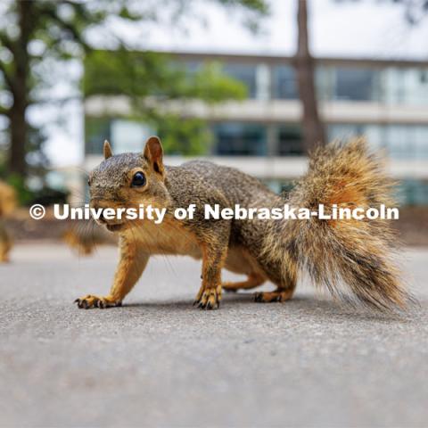 University squirrels enjoying some peanuts. July 7, 2023. Photo by Craig Chandler / University Communication.
