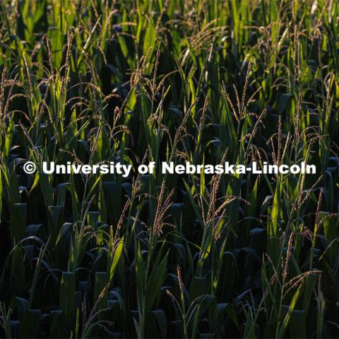 Corn tassels sparkle in the morning light. July 11, 2023. Photo by Craig Chandler / University Communication.