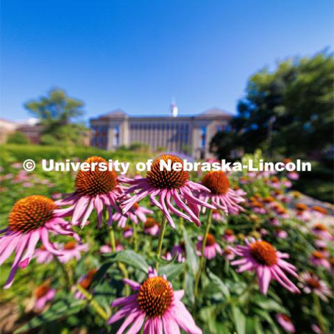 Cone flowers bloom in the Love Garden outside Love Library. July 11, 2023. Photo by Craig Chandler / University Communication. 