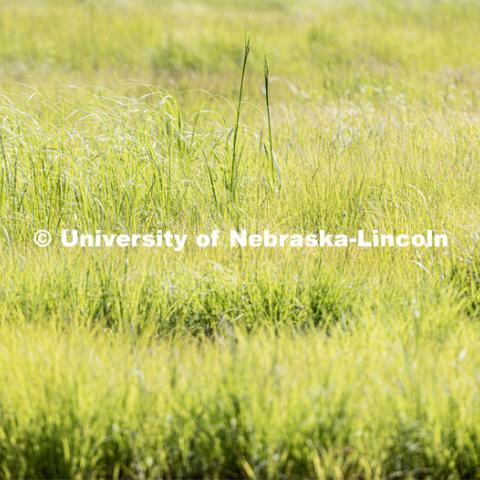 Bluestem and switchgrass field is part of the east campus prairie. July 12, 2023. Photo by Craig Chandler / University Communication.