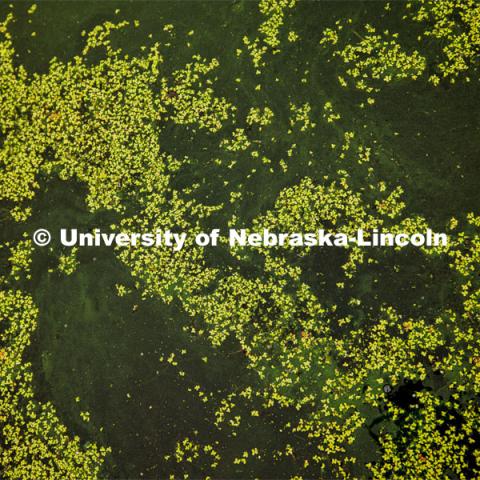 Drone-captured image of algae growing on a lake. John DeLong collects water samples from Wildwood Lake northwest of Lincoln. DeLong published the first study investigating and demonstrating the effects of “virovory” – the phenomenon of Halteria eating infectious chloroviruses in an aquatic habitat. The experiments showed, for the first time, that a virus-only diet can fuel physiological growth and even population growth of an organism. Photo used for 2022-2023 Annual Report on Research at Nebraska. August 3, 2023. Photo by Craig Chandler/ University Communication.