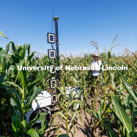 James Schnable’s group is testing Phenobot, a robot that measures leaf angle on corn to see how well the plant is performing photosynthesis. What used to be done by hand using protractors is now quickly done by a camera fitted with cameras and lights being guided up and down the rows. August 10, 2023. Photo by Craig Chandler/ University Communication.