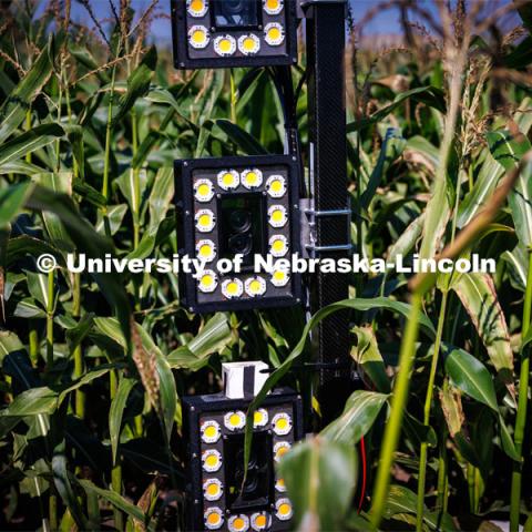 James Schnable’s group is testing Phenobot, a robot that measures leaf angle on corn to see how well the plant is performing photosynthesis. What used to be done by hand using protractors is now quickly done by a camera fitted with cameras and lights being guided up and down the rows. August 10, 2023. Photo by Craig Chandler/ University Communication.