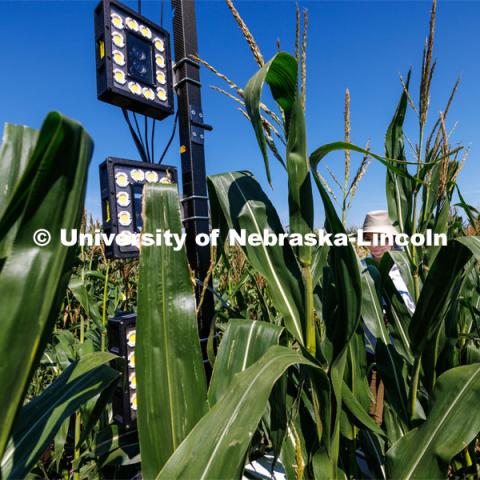 James Schnable’s group is testing Phenobot, a robot that measures leaf angle on corn to see how well the plant is performing photosynthesis. What used to be done by hand using protractors is now quickly done by a camera fitted with cameras and lights being guided up and down the rows. August 10, 2023. Photo by Craig Chandler/ University Communication.