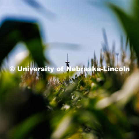 James Schnable’s group is testing Phenobot, a robot that measures leaf angle on corn to see how well the plant is performing photosynthesis. What used to be done by hand using protractors is now quickly done by a camera fitted with cameras and lights being guided up and down the rows. August 10, 2023. Photo by Craig Chandler/ University Communication.