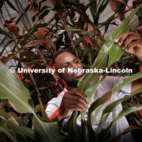 Michael Tross looks over a corn leaf growing in the Nebraska Innovation Greenhouse. Tross, a graduate student in Complex Biosystems and a member of James Schnable’s lab, spent the part of his spring and summer as an intern at Google's X labs working with artificial intelligence and agriculture. August 22, 2023. Photo by Craig Chandler / University Communication.