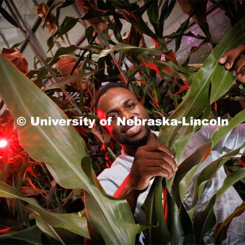 Michael Tross looks over a corn leaf growing in the Nebraska Innovation Greenhouse. Tross, a graduate student in Complex Biosystems and a member of James Schnable’s lab, spent the part of his spring and summer as an intern at Google's X labs working with artificial intelligence and agriculture. August 22, 2023. Photo by Craig Chandler / University Communication.