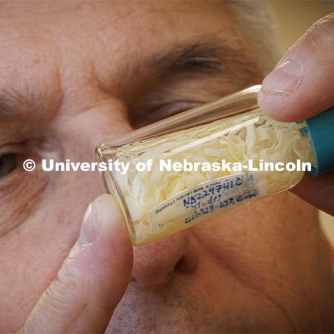 Scott Gardner looks over tapeworm samples in his lab. He has several NSF-funded One Health projects related to parasitology. Photo used for 2022-2023 Annual Report on Research at Nebraska. September 6, 2023. Photo by Craig Chandler / University Communication.