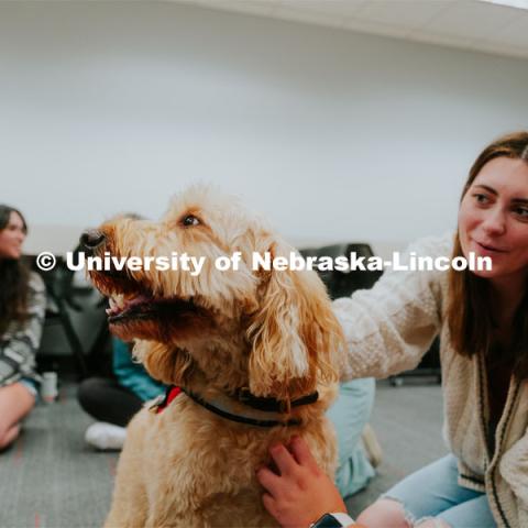 Students pet therapy dog, Marko in the Love Library and Dinsdale Family Learning Commons to de-stress during Big Red Pawp-Up. Therapy dogs on campus. September 7, 2023. Photo by Jonah Tran / University Communication.