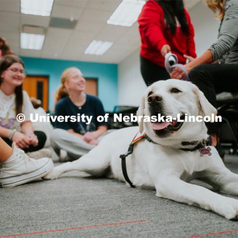 Students pet therapy dog, Aspen in the Love Library and Dinsdale Family Learning Commons to de-stress during Big Red Pawp-Up. Therapy dogs on campus. September 7, 2023. Photo by Jonah Tran / University Communication.