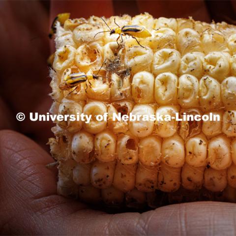 Ana Maria Velez Arango, an Associate Professor in the Entomology Department, and colleagues are doing genetic research to combat a major insect threat to corn, the western corn rootworm. She is shown with examples of adult western corn rootworms taken from central Nebraska fields. September 11, 2023. Photo by Craig Chandler / University Communication.