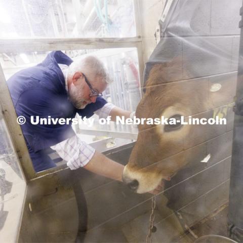 Paul Kononoff, Professor of Animal Science, hooks up Lila, a 10-month-old jersey cow, in the portable booth, where her breath will be measured and sampled to determine the amount of methane produced by the animal. To measure the gas, a cow is surrounded by a phone-booth like structure where the cow eats and drinks as the air is collected and sampled. December 15, 2023. Photo by Craig Chandler / University Communication and Marketing.