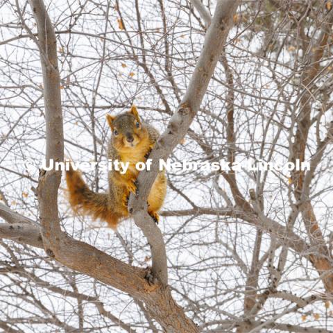 A squirrel rests on a tree branch on City Campus. January 17, 2024. Photo by Craig Chandler / University Communication and Marketing.